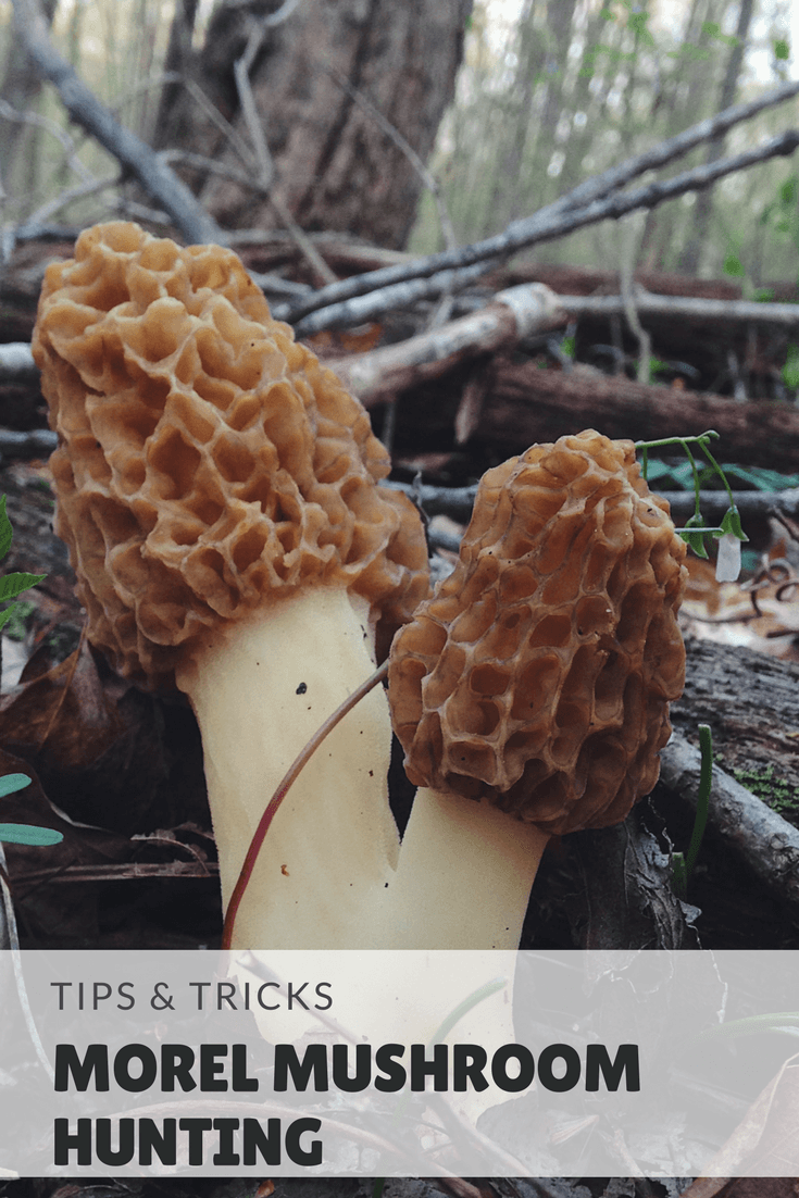 Morel Mushroom Hunting in Indiana