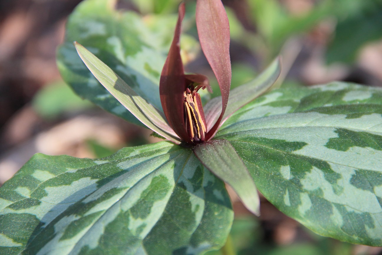 trillium